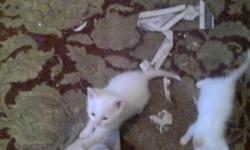 I have two all white kittens,&nbsp; a copper colored and white kitten, male, and a&nbsp; black and white kitten that need good homes.&nbsp; Looking for indoor homes, and responsible loving people.&nbsp;