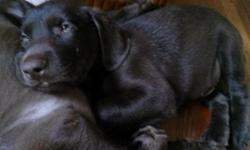 Adorable, purebred lab pups available now. Blacks and browns, males or females.