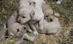 &nbsp;
Labradoole, F1 puppies born Oct 2, 201
Dew claw removed, vet checked, shots & worming are all up-to-date
All of our puppies are home raised and socialized with children of all ages
Puppies will be ready to be placed in new homes Nov. 22, 2014