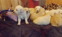 Here is a very cute healthy family of Labradoodles. Please, it is in your best interest to receive A.K.C pedigrees on both parents whenever buying a "doodle." Many people will breed "off breeds" to get doodles. Non A.K.C. Parents will negate the great