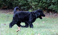 1CKC F2 Labradoodle Black Female Puppy (Blue Collar).
Born &nbsp;16 July 2014
The parents are on site, and are family pets. Mom is 47lbs, dad is 70lbs.
She is a shiny black, wavy-coated, energetic puppy with a very sweet dispositions and playful