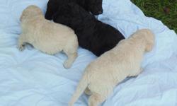 Labradoodle Pups. &nbsp;Black or Cream. male & female. dewclaws removed. shots. &nbsp;wormed. vet checked. &nbsp; &nbsp;No/ low shed. &nbsp;$750. ask about payment plan. &nbsp; Ready to go 10/9/14. &nbsp; &nbsp; &nbsp;Call &nbsp;708-612-8312.