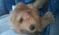 Adorable&nbsp; Apricot&nbsp; and red labradoodles for sale to a good home. Have had 1st shots and have started potty training.