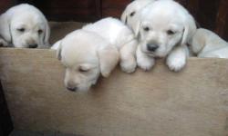 Affectionate Labradore Retrieve Puppies Available&nbsp; Hear. They are only 12 weeks old. All brown&nbsp; and white coats&nbsp; .They have been brought up in a family with children and other pets around them.They are current on all their shorts and will