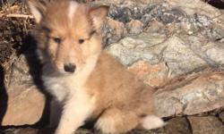 Rough Coat Collie Puppies, Just like LASSIE!
&nbsp;These very intelligent and adorable Rough Collie puppies are currently &nbsp;8 weeks old and ready &nbsp;to go home with you today!
Collies are an Awesome breed of dog that just adore family and kids and