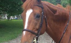 Rameesh lennon is a KWPN registered mare horse, chesnut in color. Born May 16 2005, 11 yr old. Foaled and bred in Massachusets. Got blaze and 3 white socks. No other markings. Solid local adult hunter with cute jump. Pretty mover and well schooled on the