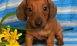 Meet Lenny! he is a handsome ACA Registered Male Mini Dachshund. The Dachshund Dog Breed is lively, playful, devoted, clever, stubborn &nbsp;and courageous. This breed is an excellent breed for families, and should be well socialized. He was born June 20,