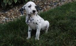 Hello There, I'm Lewis, the amazing male AKC Dalmatian! Who can resist my lovely liver and white spots? I was born on June 8, 2016.&nbsp;Mom weighs 48 lbs and my dad weighs 75 lbs.&nbsp;They're asking $795.00&nbsp;for me! I will come with my shots and