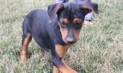 Meet Lilly! She is an black and tan&nbsp;Rottweiler&nbsp;female. She will fill your home with playfulness and love. She was born on May 29, 2016. She just can't wait to be part of a loving and caring family like yours. She is good around children and