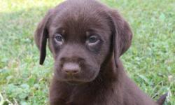 Howdy! I'm Lisa, the cheerful chocolate AKC Chocolate female Labrador Retriever! I was born on June 12, 2016! &nbsp;I'll come vet checked, with my shots and worming to date. They are asking 650.00 for me. &nbsp;Do you like to the beach or go swimming at a