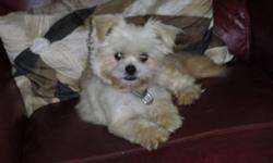 Lizzie is a healthy and playful female Pom-shih (Pomeranian/Shih Tzu mix) dog. White with a touch of light apricot on feet and tail. About 5 yrs old and 5 lbs.
Requires special dry food that cost $28 for 8.5 lb bag... only eats 1/4 cup two times a day.