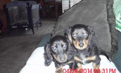 Sweet dachshund puppies, ready to leave&nbsp;now.&nbsp;They are two black and rust males left. Theyare very sweet and very out going as well.
Check out our website www.preciousdoxies.net&nbsp; The pups are vet check, health certificate, shots wormed and