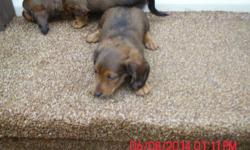 Ready to leave now they are 8 weeks old. They have been to&nbsp;the vets for their shots and their&nbsp;signed health certificate.&nbsp;&nbsp; Males only. They are choc, and tan.
They have been wormed and the are CKC REG.&nbsp;&nbsp; You can also check
