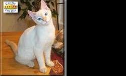 My husband and i are looking at add a Siamese or Siamese mix kitten (8 weeks-6 months)with any color points (ears,nose,tail and legs) we have a single family calm stable home no other kitties will be a indoor cat will not be de clawed but will be fixed we