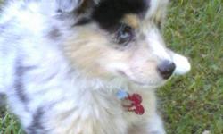I have a mini australian shepherd, female I am looking to breed in the near future. She is a blue merle. I am looking for a possible black tri mini or toy australian shepherd just for the purpose of breeding my female. Must beable to barrow male for short