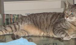 A light gray cat with tiger stripes, missing since November 15, 2012.
Last seen on Lambeau Avenue, 3rd street past the baseball fields off of Lakewood Road.
Please call ..
