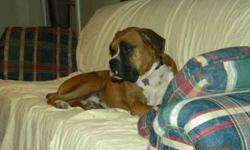 Lost fawn/white male boxer in area of hwy47 & Leonard road Dec 7-8th. He weighs about 80 lbs. He is wearing a red collar with rabies tags. He is micro chipped. If seen or found please call or text me at 561-753-8547.