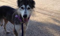 Aisha, a recently adopted husky mix from Texas Sled Dog Rescue is STILL LOST and there haven't been any confirmed sightings for a week now!! Last confirmed sighting was 8/30 at Holly/Ayers but she has travelled from downtown/Harbor Playhouse to that area