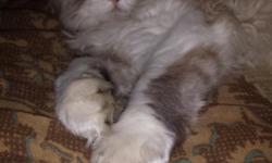 He's a male himalayian persian mix. White with smoky gray more white then gray tho. He goes by the name Prince. $$$$REWARD IF FOUND$$$$ You can tx me at 484-505-8038 at anytime thanks and god bless