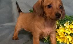 Say hello to Lucy! She is a stunning ACA Registered female Mini Dachshund. The Dachshund Dog Breed is lively, playful, devoted, clever, stubborn &nbsp;and courageous. She is wonderful with children and&nbsp;has been family raised.&nbsp;She was born June