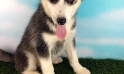 Many Blessings! I'm Luna, the gorgeous black and white ACA female Siberian Husky! I was born on May 22, 2016. I can't wait to have a family and home of my own! They're asking $750.00 for me! I'll come with shots and worming to date! Do you find me