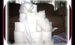 YES MINIATURE ! .... !
WE BREED MINIATURES !
SOOOOOOOO ! GORGEOUS !
THEY HAVE BEEN BRED TO MATURE AS MINIATURES.
We have two gorgeous ' ICE WHITE " flat faced male kittens available .
These kittens are half the size of other breeds and or other Persians.