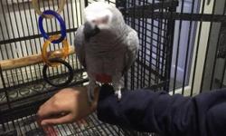 Male African grey parrot, Three years old in very good health and perfect feathers.
DNA certificate and close rung. He comes with a cage but spends most of his time out of it or in an aviary. Tame and talking.