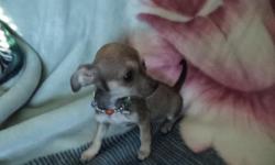 male and female chihuahua puppies for sale in Trussville, Alabama, ckc reg, 2nd shots, paper trained, 10 weeks old, $300ea, --