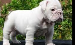 Male and Female English Bulldog Puppies.
Both Males and Females Available.
Please text me your email to (647) 793-6238 for Pictures and detailed information.
&nbsp;
