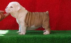Male and Female English bulldog puppies,Text at (240) 206-1002 for more details and pictures.