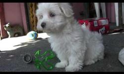 Male and female Maltese puppies for pet lovers. They are 12 weeks old, vet checked, dewormed and have all vet records up to date. Our puppies are well trained and very socialized. Puppies come with registration papers and a health guarantee.....