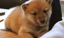 Male and female Shiba Inu puppies for pet lovers. They are 12 weeks old, vet checked, dewormed and have all vet records up to date. Our puppies are well trained and very socialized. Puppies come with registration papers and a health guarantee. TEXT