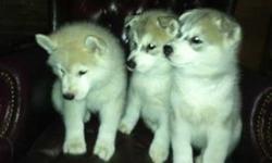 We have a litter of beautiful bright blue eyed akc Siberian husky puppies. We have 1males and 1 females. They were born on July 5th 2012. They have full AKC paperwork, generational sheet,and will go home with shot record and info package along with food
