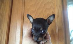 male and female tiny chihuahua puppies for sale in Trussville, Al., will be ready to go home August 26 th 2014, ckc reg, first shots, &nbsp;2 males and 2 females black and tan with white markings, chocolate and tan female, $300ea, 205-903-4607