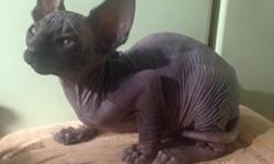 Male Sphynx Kitten For Sale,Contact by text only to: (240) 317-9071&nbsp; for more inquires home-bred kittens, Chose this stunning to breed myself but have stopped breeding before I have even tried to mate She has no problems a very good House-cat very