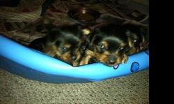 I have two male Yorkies left for Christmas puppies. They will be ready to go to new homes December 21st.. They will be eight weeks old. Have been dewormed and will have there first shots. Tails docked and dew claws removed. They are UKC registered. You