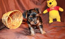 Male Yorkshire Terrier Born 2/24/14 will have first vaccine dew claws removed tail docked.&nbsp; Comes with a puppy packet to get him off to the right start in his new home.&nbsp;