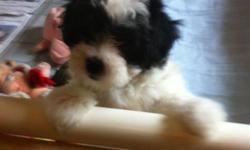 BEAUTIFUL MALTESE - TOY POODLE PUPPIES! These are hypoallergenic, crate trained, paper trained, great with kids and really are the perfect companion. They are 10 weeks old, vet checked and 1st shots. call -
