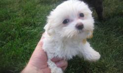 Adorable, active and playful akc maltese males and females....From $500 and up born middle of May...small father. ready now for a good home ..... 360 330 1387
