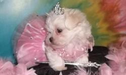 I have one CKC Maltese Female ready for a new home now. She was born April 19th and is 10 weeks old now. Beautiful white fur with black points. A Maltese is known for all the attention they get and this little sweetie is no exception. I also have a litter