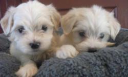 Litter of 4 puppies, all males born on 7/21/11 and will be able to go to their new homes now. Puppies have been vet checked, health certificate, 1st set of puppy shots, fecal test, microchip will be done prior to leaving.
Maltese are no shed and