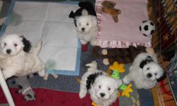 8 week old puppies.1/2maltese,1/4 havanese,1/4 bichon..awesome .they are pee pad trained with 95% compliance.have shots and vet ck.health guarantee.kitchen raised and pre spoiled.non-shed.will be 7-10lbs range.come w/food,blanket and toy.and follow up