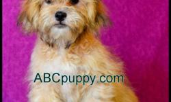 High quality designer breeds for sale, Maltipoos, Bichpoos and shihpoos, for available puppies visit www.ABCpuppy.com