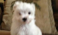 Maltese puppies, AKC with papers, shots, very cute, $500 obo,....... please call or text 858-997-7613
