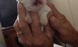 Maltese Pups Male & Females Will Be Small First Shots Plus Dewormings Will Be Small Very Healthy And Playful