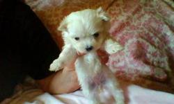 Hypo-allergenic, Purebred, Home bred, Trained,Very Healthy
Beautiful Maltese Puppies with little baby doll faces. Silky hair, doesn't shed
The Very Best for The Best prices Guaranteed&nbsp;primetime77777@gmail.com
&nbsp;
The very best Purebred Maltese