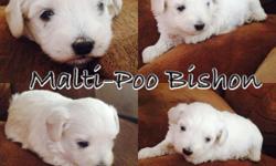 Maltese, Poodle, Bishon Frise mix... Gorgeous Snow White puppies! Mom & Dad on premises. Awesome doggies and great with kids!