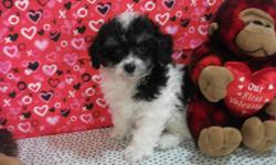 This little boy is a ckc registered malti-poo, His mom is a Toy Poodle and dad a Maltese. Please take a look at my website to find out all about him and give me a call Thanks Tammy -- www.tjspreciousdesignerbreeds.com