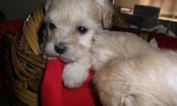 2 MALES, 1 FEMALE. ADORABLE, TINY VERY FLUFFY. FATHER AND MOTHER ON SITE, BOTH PARENTS ARE MALTESE/POODLE HYBRID. READY NOW OR CAN HOLD FOR CHRISTMAS WITH DEPOSIT. FIRST SHOTS AND DE-WORMED... MUST SEE!!!!! THEY ARE NON SHEDDING AND HYPOALLERGENIC FOR
