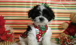 This little girl is a ckc registered maltipom, She was born 10/19/13 and will be ready for a new home in time for Christmas. Please take a look at my website@www.tjspreciousdesignerbreeds.com to find out more about her and give me a call Thanks Tammy